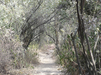 Nature Trail